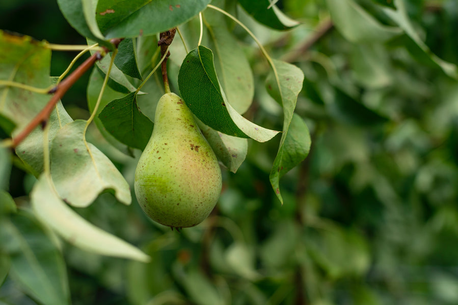 7 Types of Pears and The Best Way to Eat Them