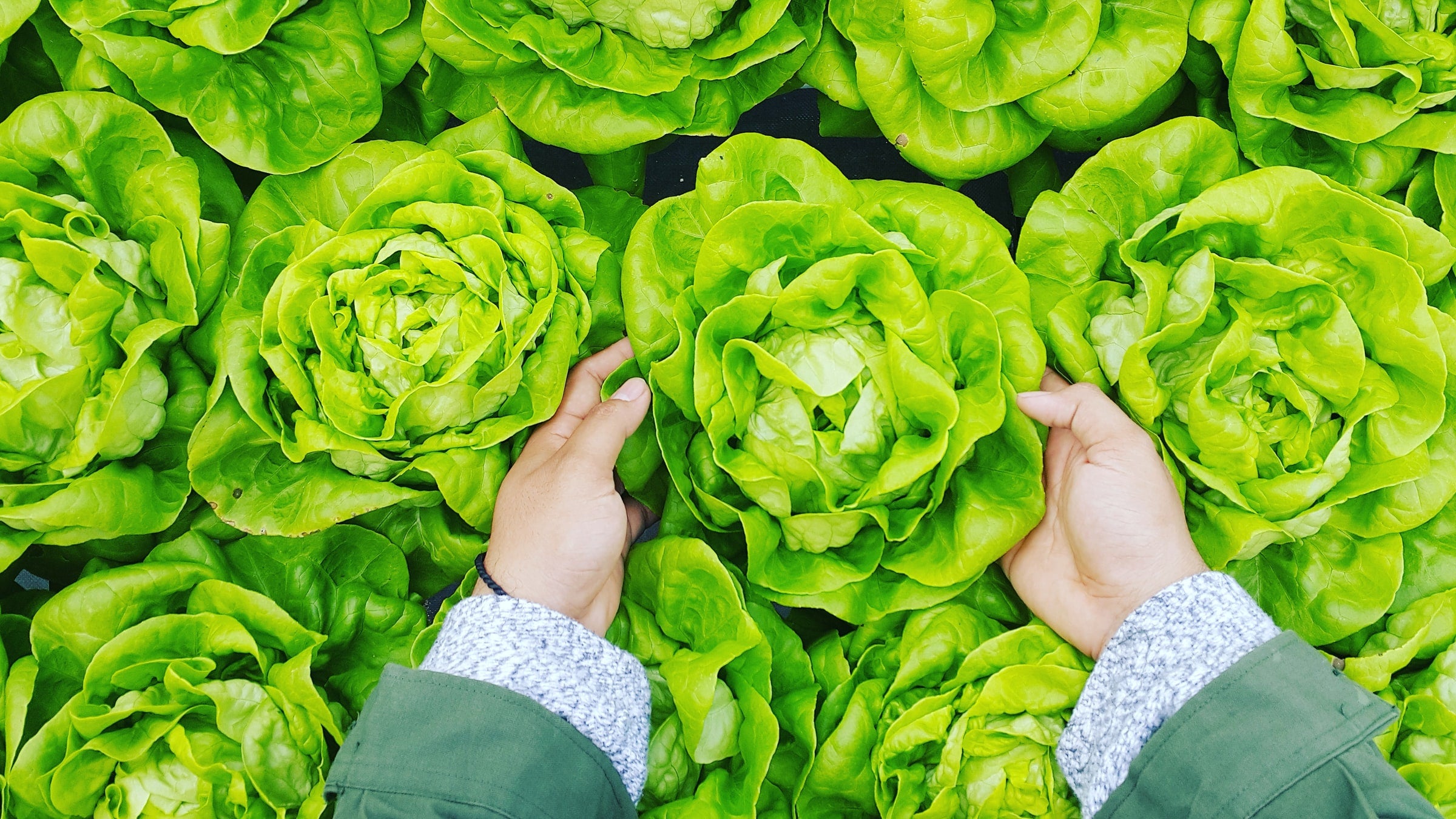 6 Types of Lettuce to Spice Up Your Salads